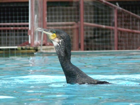 Hunawihr - spectacle aquatique - Photo ROUILLON